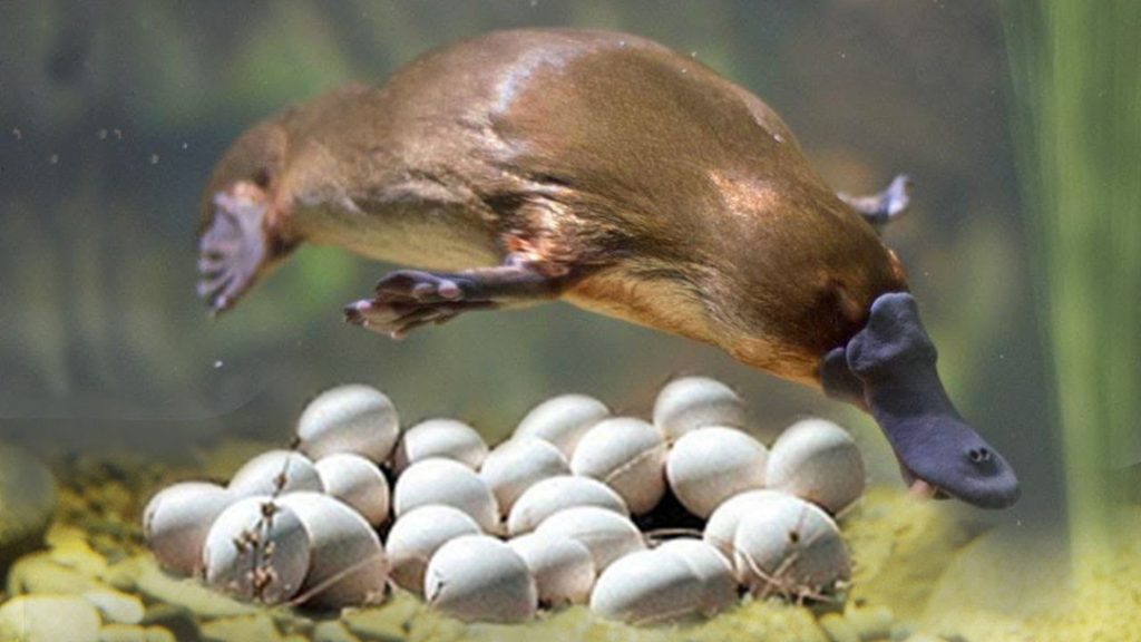 platypus with egg